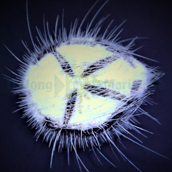 Maretia planulata