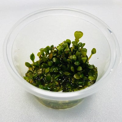 Marsilea in cup 100 cc.