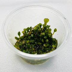 Marsilea in cup 100 cc.