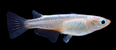 Oryzias latipes Medaka Briljant Blauw