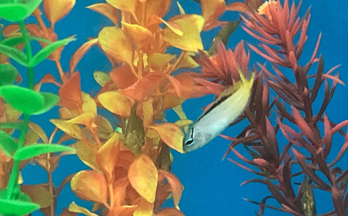 Meiacanthus atrodorsalis - T.B.