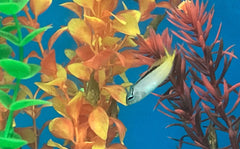 Meiacanthus atrodorsalis - T.B.