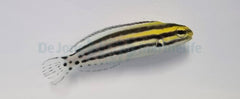 Meiacanthus grammistes - T.B.