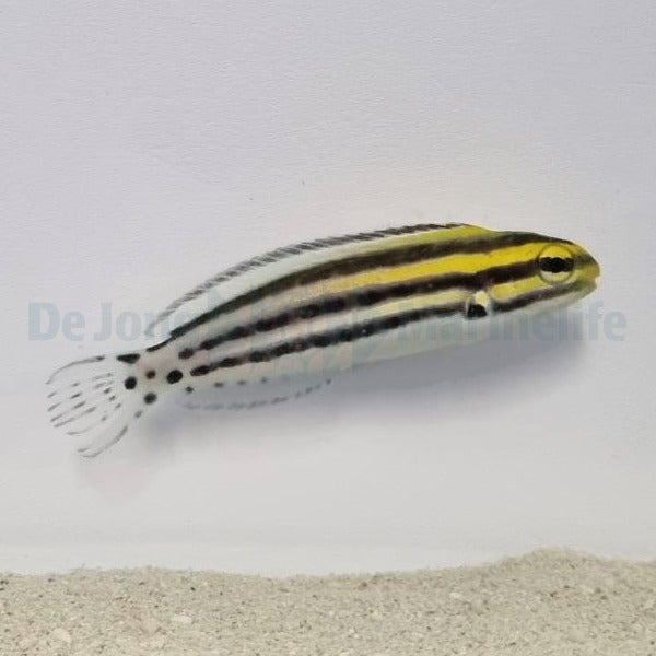 Meiacanthus grammistes - DJM Bred