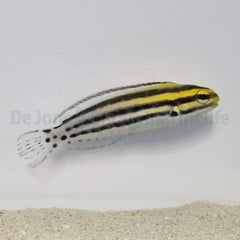 Meiacanthus grammistes - DJM Bred
