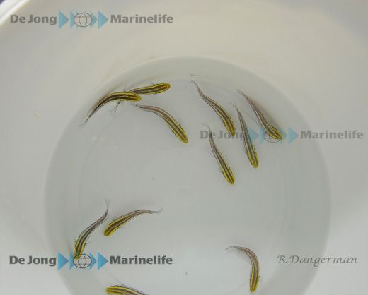 Meiacanthus grammistes - DJM Bred