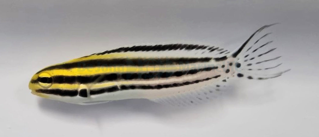 Meiacanthus grammistes