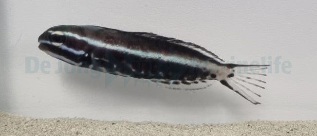 Meiacanthus kamoharai - T.B.