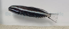 Meiacanthus kamoharai - T.B.