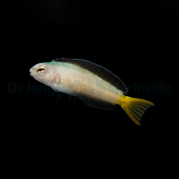 Meiacanthus mossambicus - DJM Bred