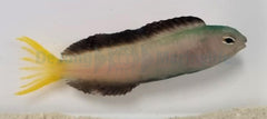 Meiacanthus mossambicus