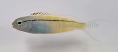 Meiacanthus nigrolineatus (Red Sea)