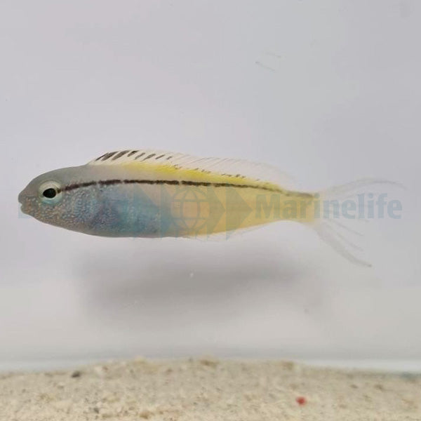 Meiacanthus nigrolineatus (Red Sea)