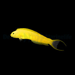 Meiacanthus oualensis - T.B.