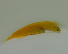 Meiacanthus oualensis - T.B.