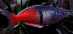 Melanotaenia boesemani sp.red M