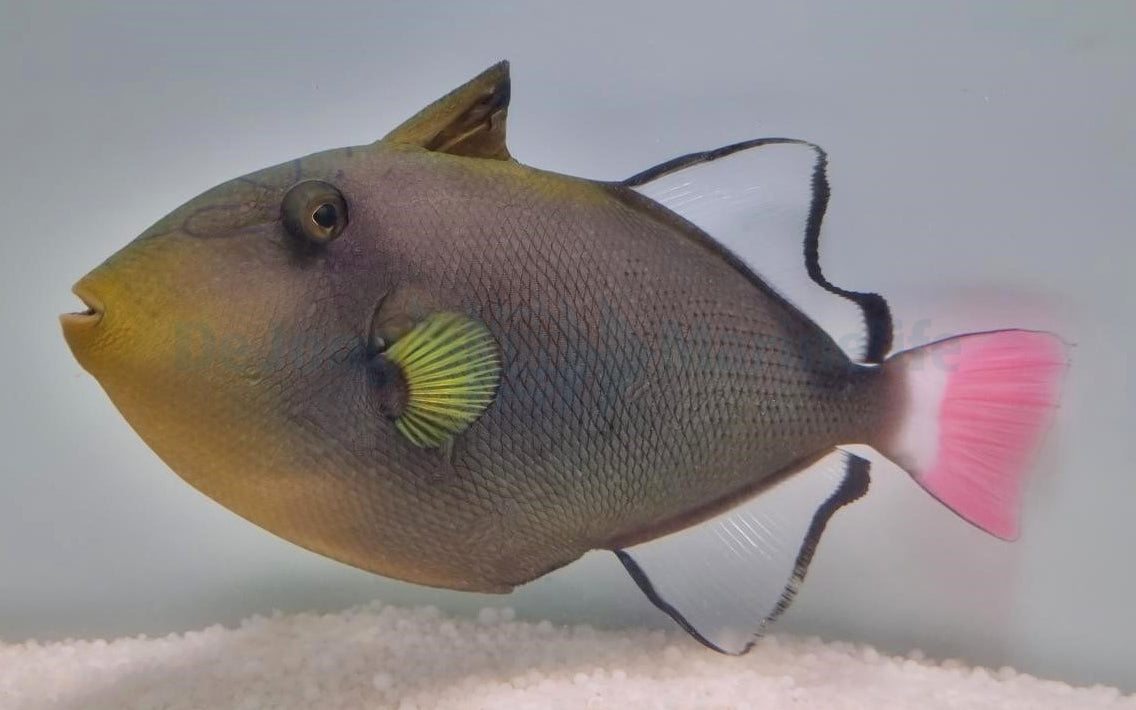 Melichthys vidua