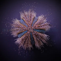 Mespilia globulus - T.B.