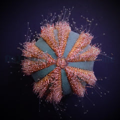 Mespilia globulus - T.B.