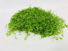 Micranthemum Monte Carlo op stalen net @