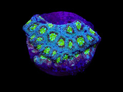 Micromussa amakusensis (frag)