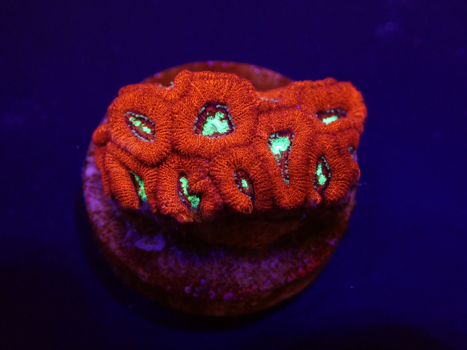 Micromussa amakusensis (frag)