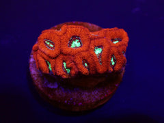 Micromussa amakusensis (frag)