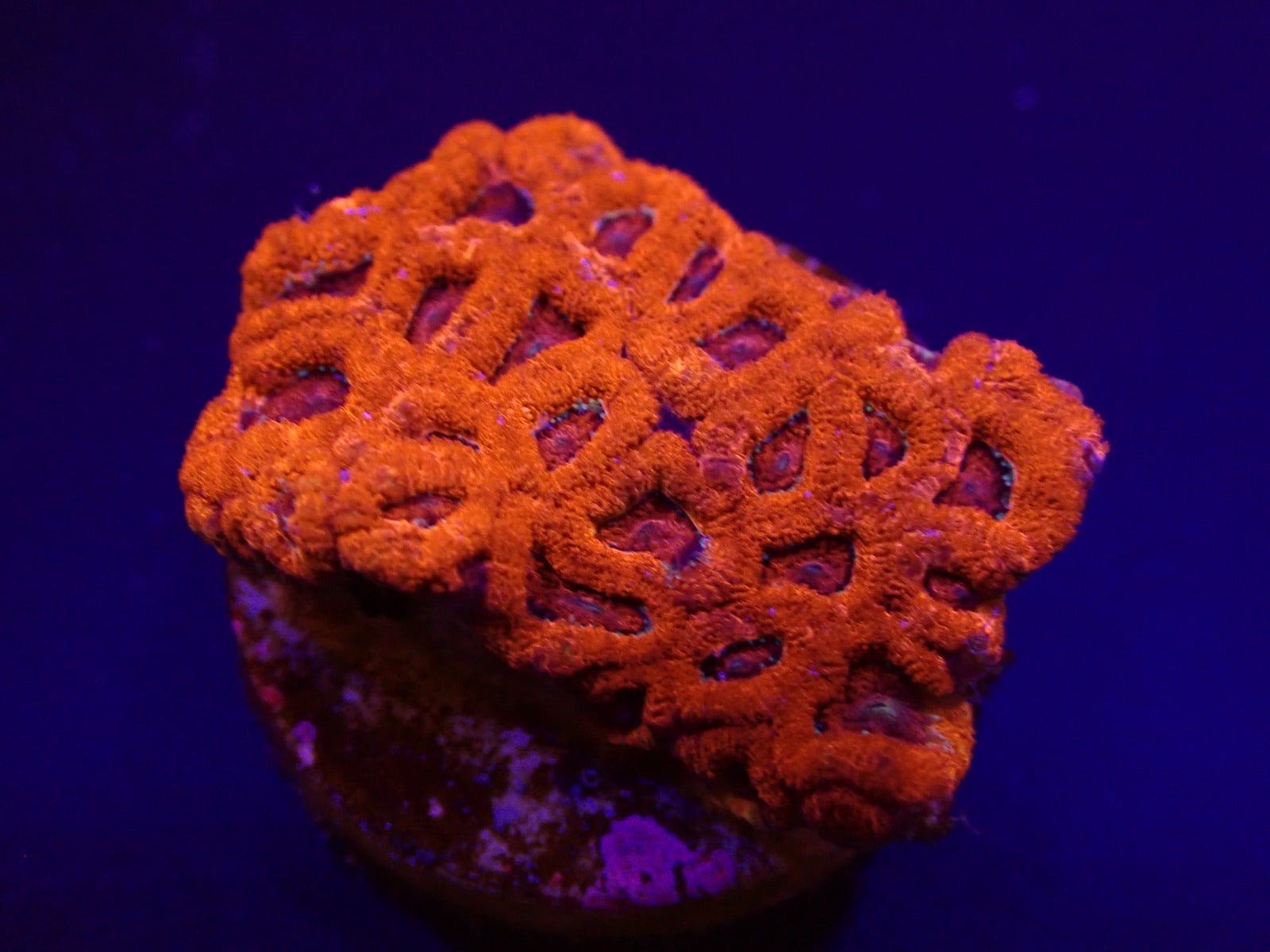 Micromussa amakusensis (frag)