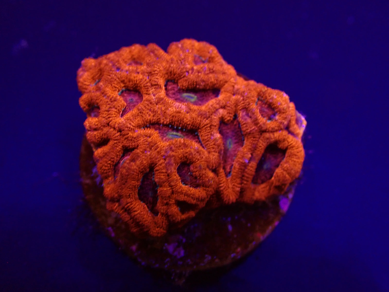 Micromussa amakusensis (frag)