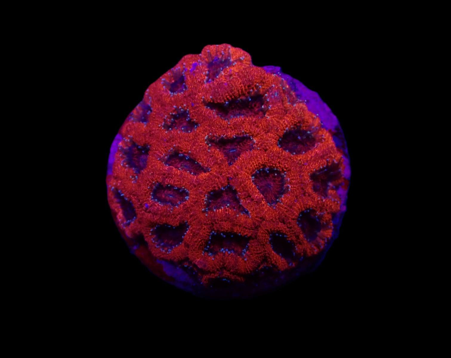 Micromussa amakusensis (frag)