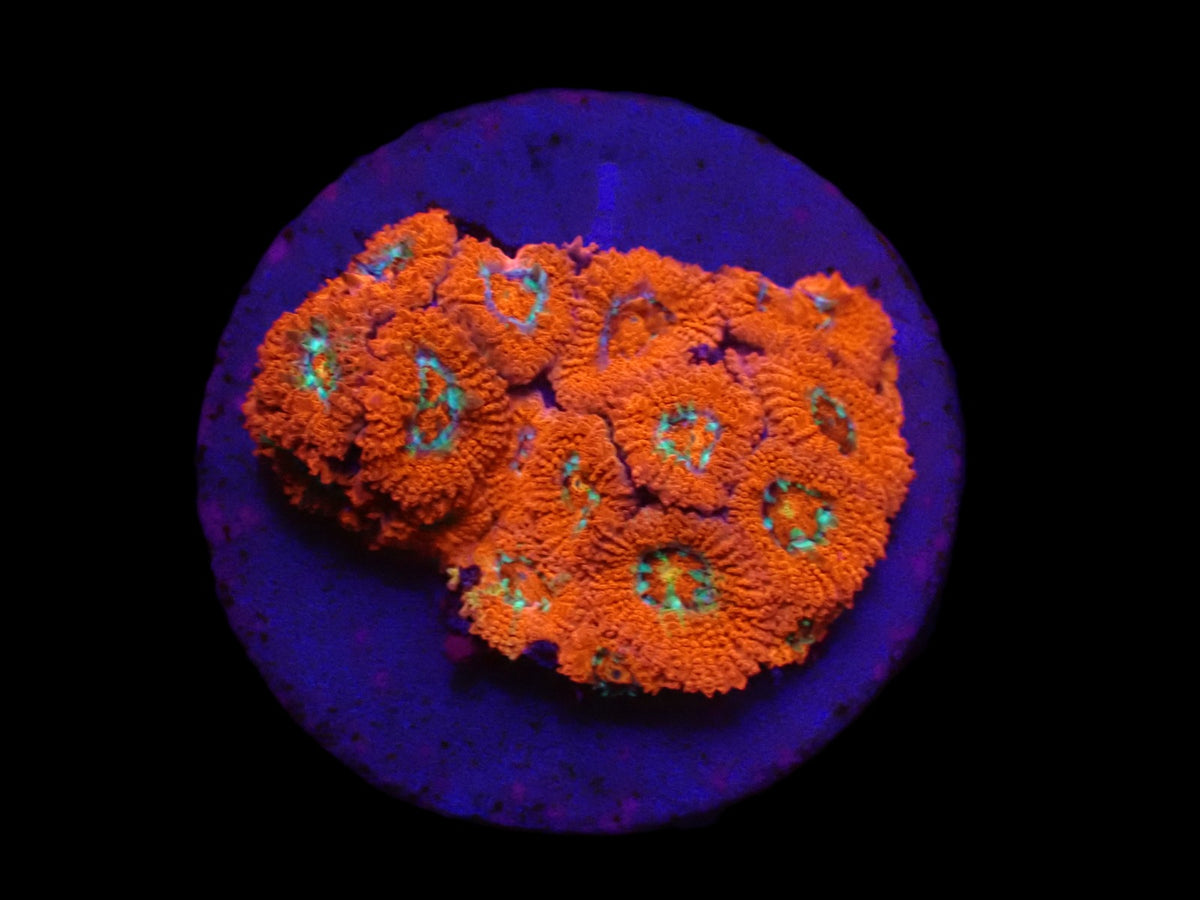 Micromussa amakusensis (Super Red) (DJM frag) o 384