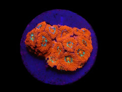 Micromussa amakusensis (Super Red) (DJM frag) o 384
