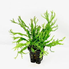 Microsorum pteropus specie in pot @