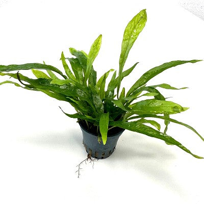 Microsorum minor in pot