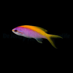 Mirolabrichthys evansi