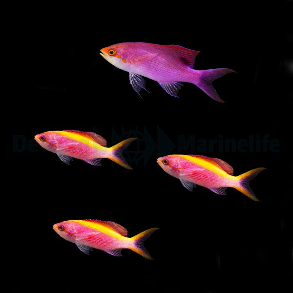 Mirolabrichthys tuka (female)
