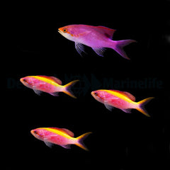 Mirolabrichthys tuka (female)
