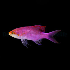 Mirolabrichthys tuka (male)
