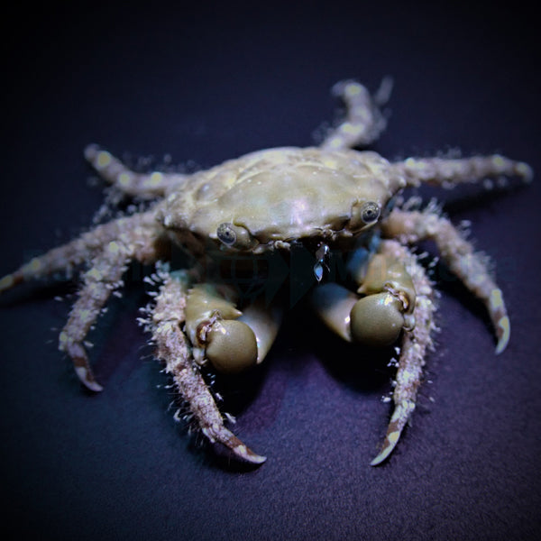 Mithraculus sculptus