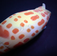 Mitra mitra