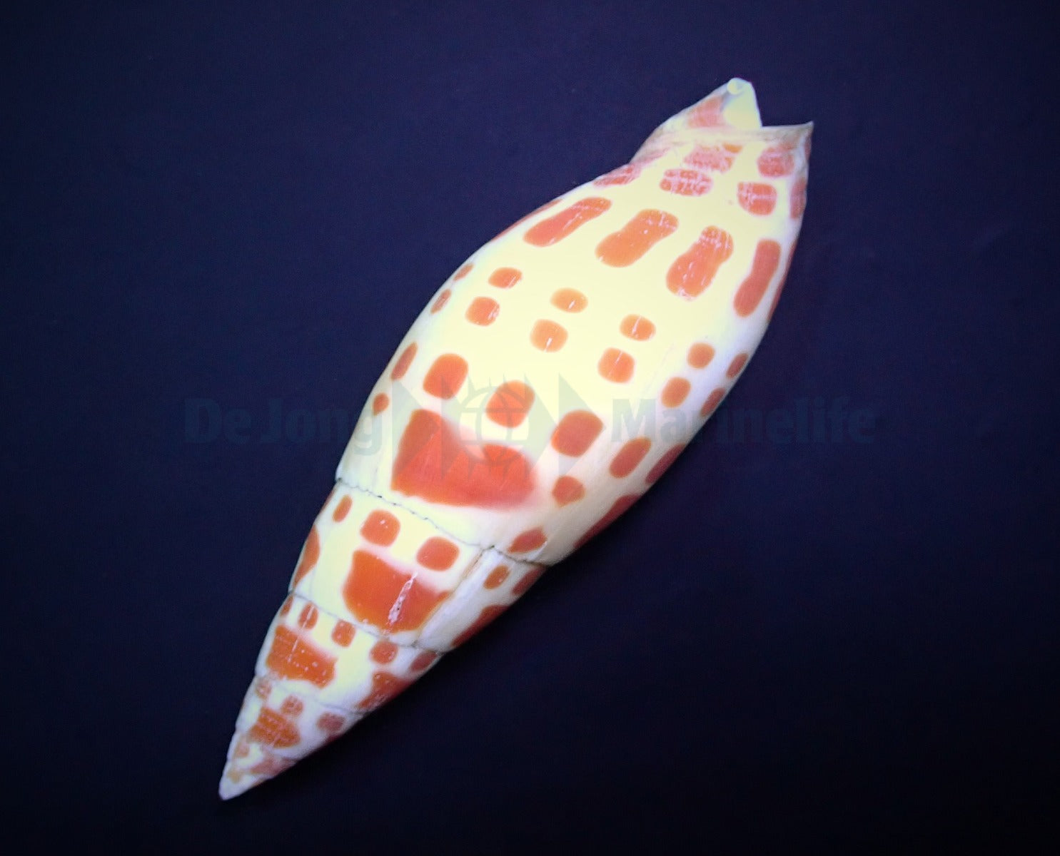Mitra mitra