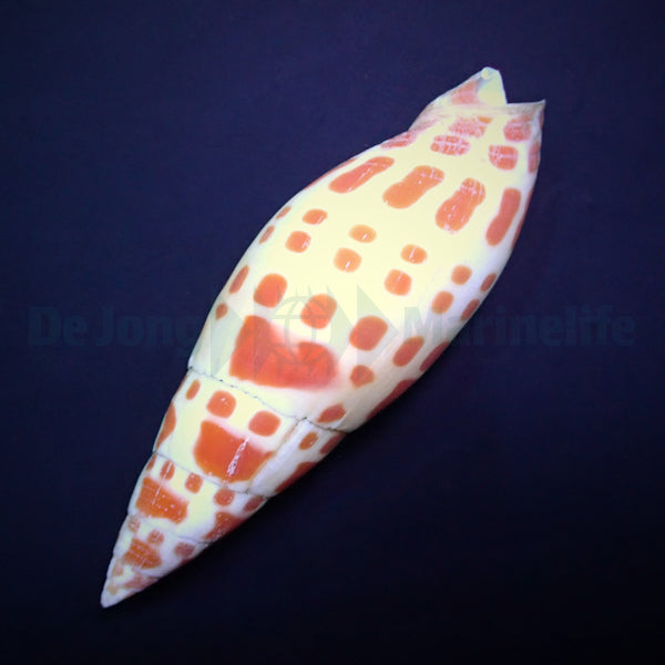 Mitra mitra