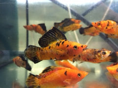 P.velifera Hoogvinkarper  Red leopard L