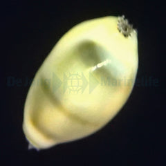Monetaria moneta