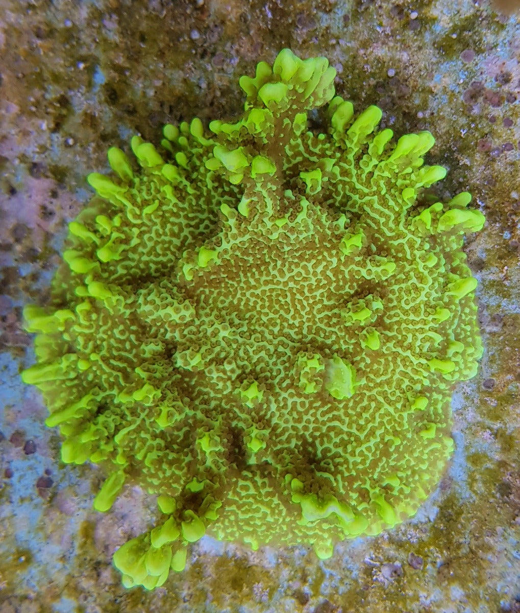 Montipora confusa