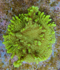 Montipora confusa