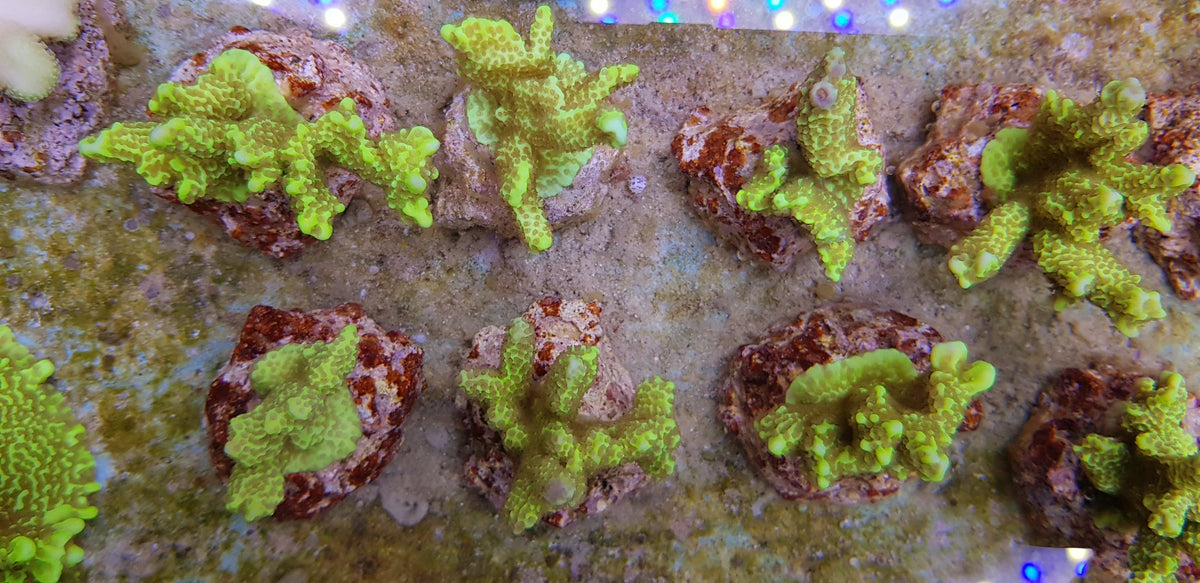 Montipora confusa