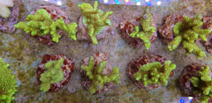 Montipora confusa
