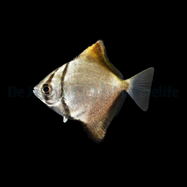 Monodactylus argenteus - T.B.