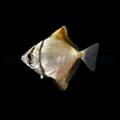 Monodactylus argenteus - T.B.